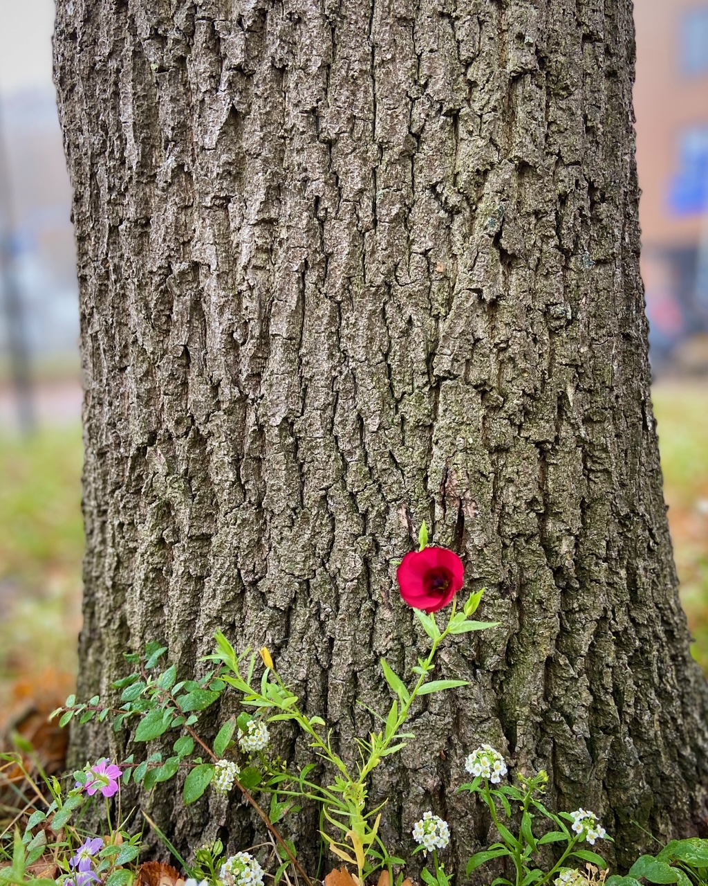 Zen.nl, Zen, meditatie, leren mediteren, foto